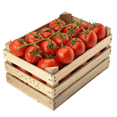 Fresh Tomatoes